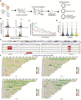 Genome-wide sequencing identified extrachromosomal circular DNA as a transcription factor-binding motif of the senescence genes that govern replicative senescence in human mesenchymal stem cells